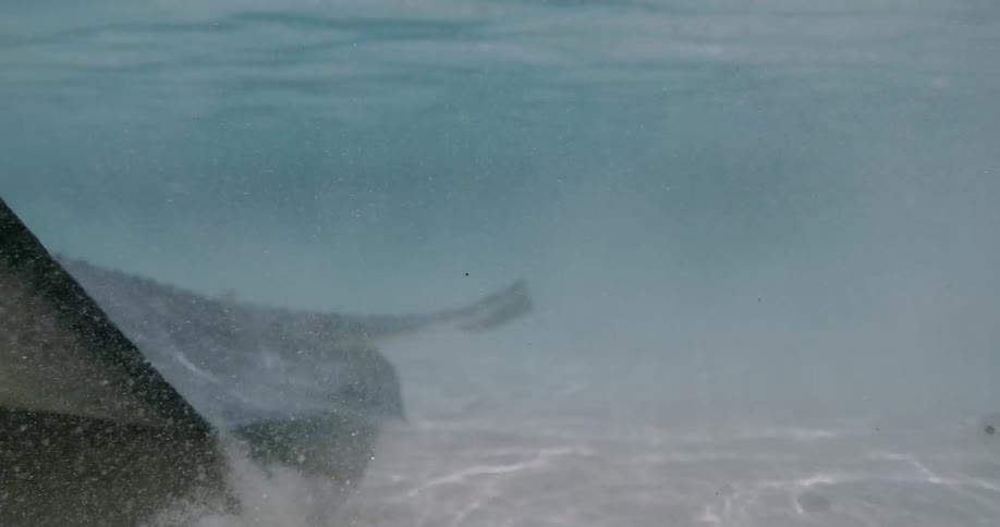 Underwater shot of a stingray swimming by fish