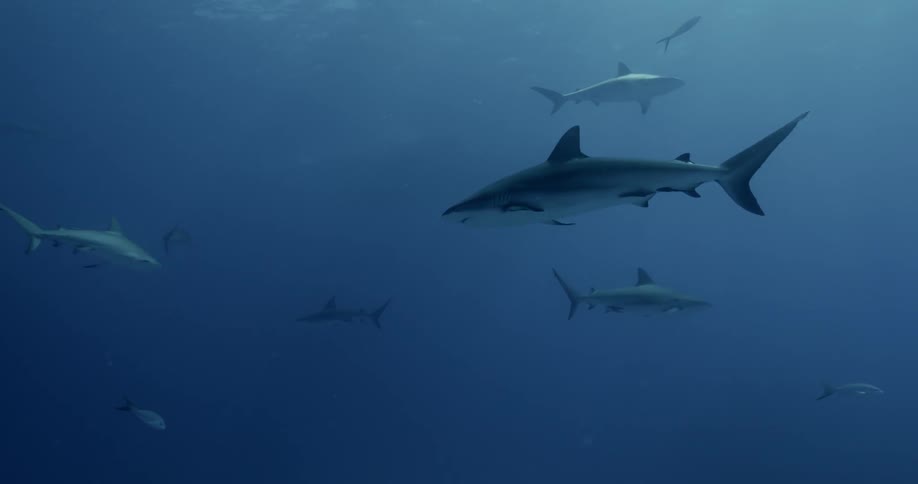 Sharks swim in open water in daylight