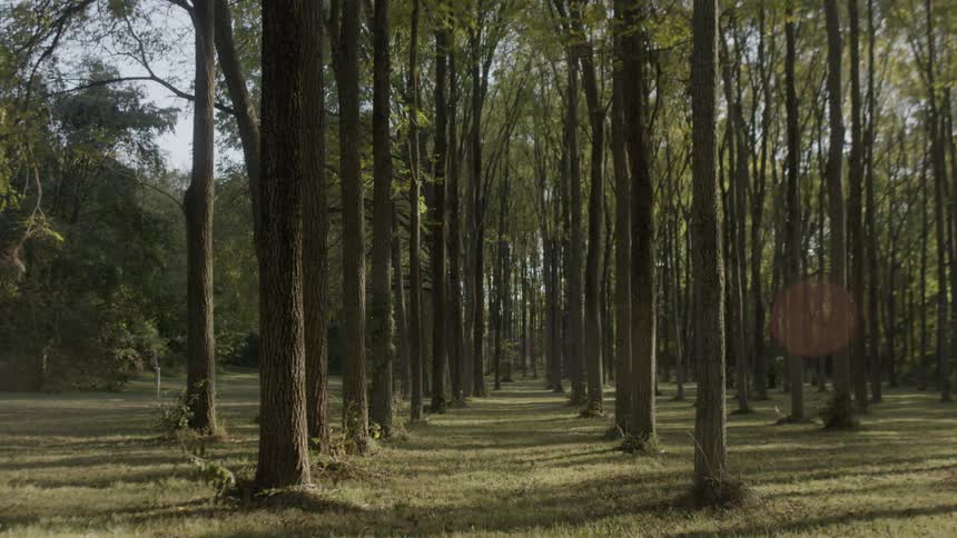 Rows of trees with little undergrowth under bright sun