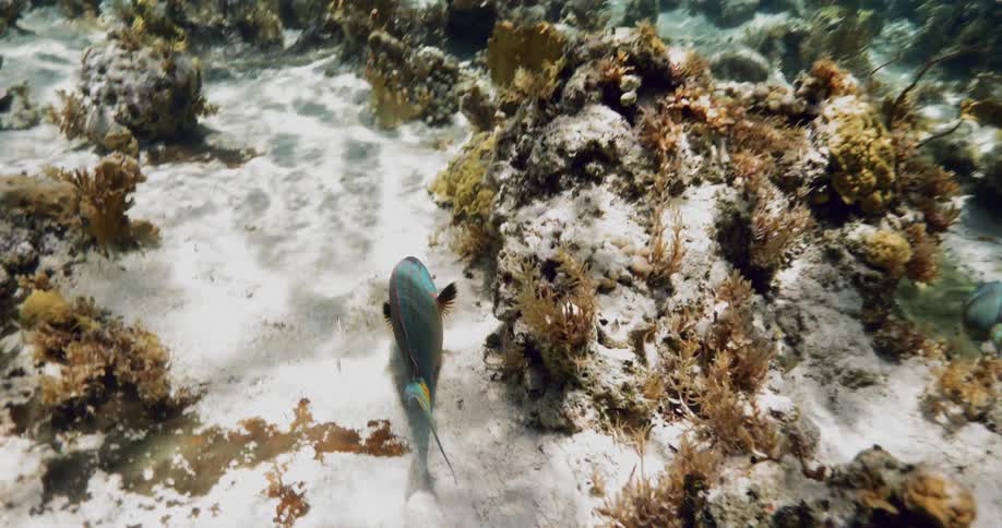 A fish swims next to a reef