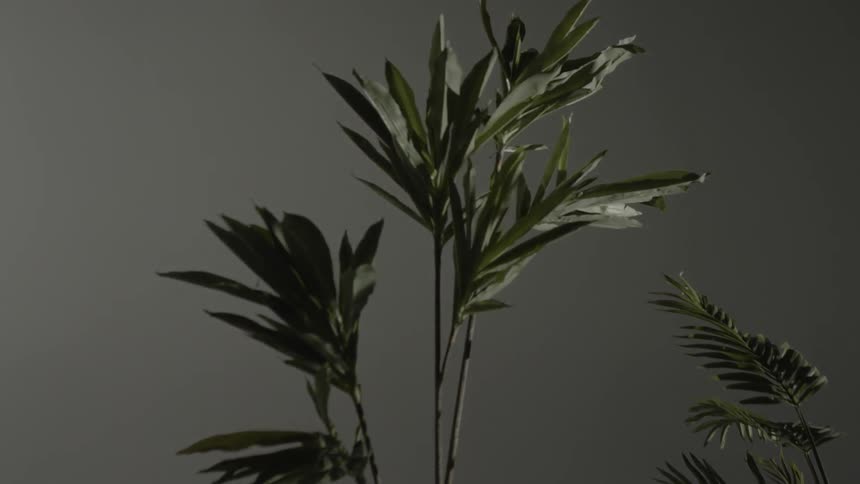 Plants are displayed in a room