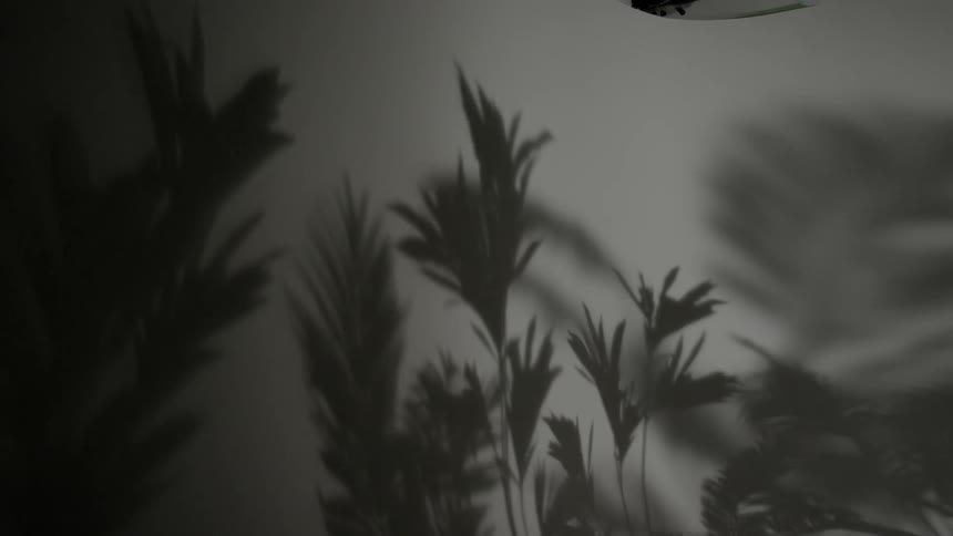 Leaves bend and distort through a lens