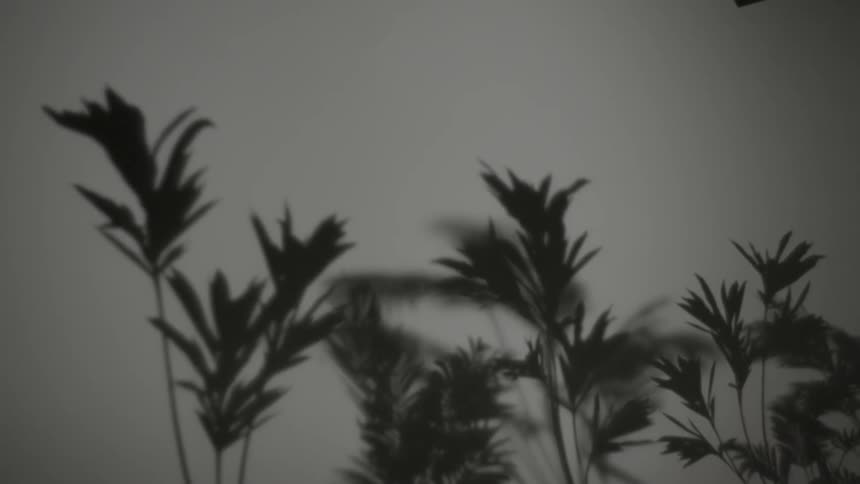 Plants against white sky under tree