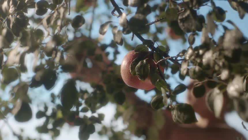 Fruit being picked from a tree on a sunny day
