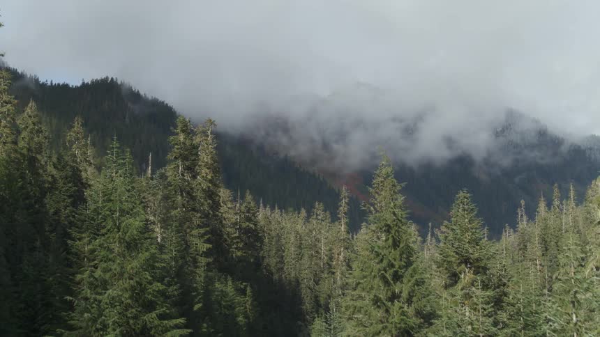 Aerial shot of a fog coming from a forest
