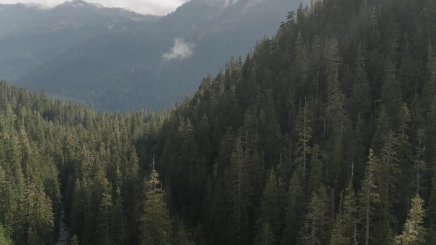 A valley in a mountain range covered in pine forest
