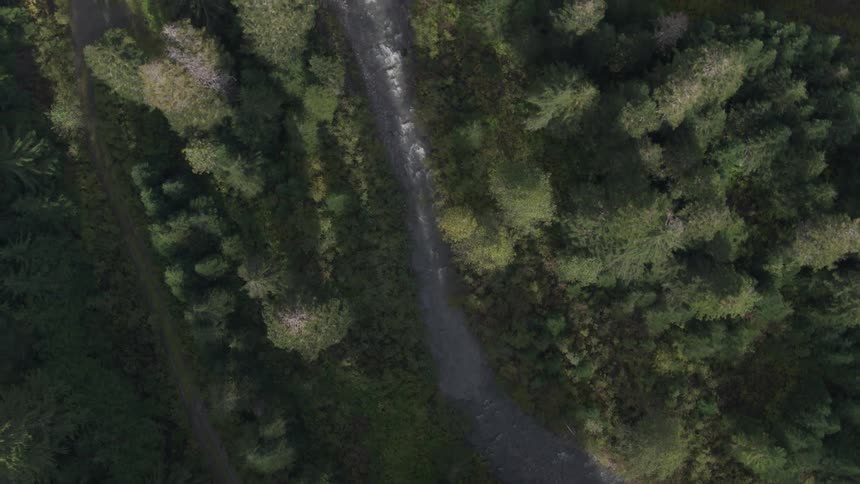 A river running through the a forest near a road