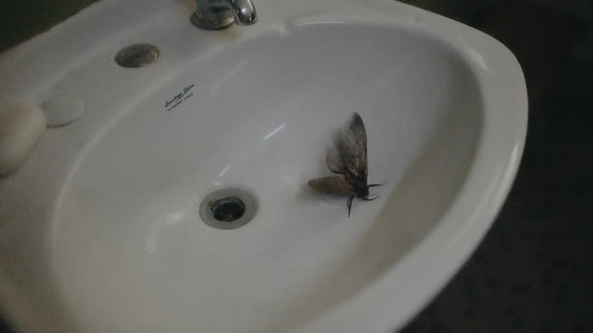 A moth flapping its wings in a sink