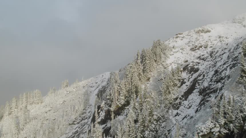 Trees grow on the side of a rocky mountain