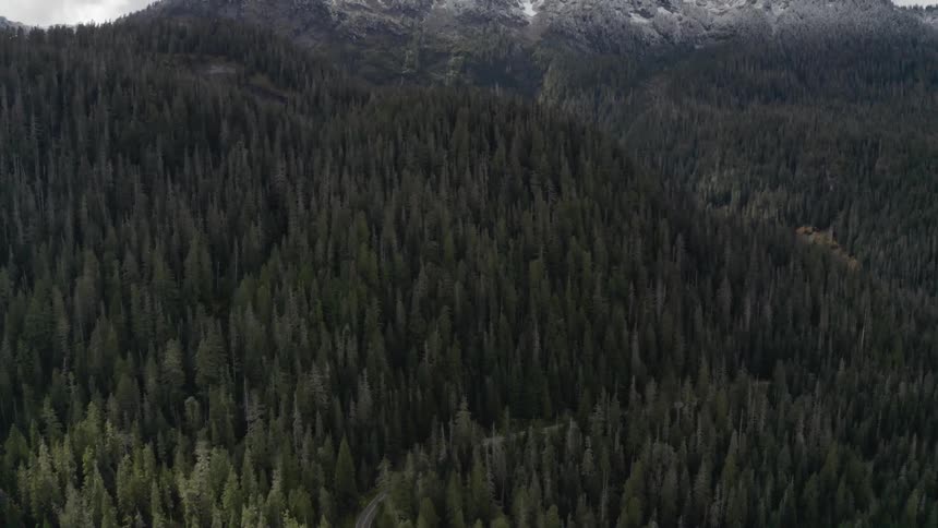 A forest spreads across the side of a mountain