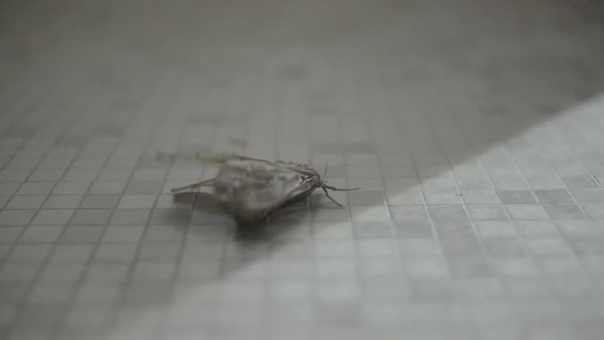 Moth struggles to fly on tiles