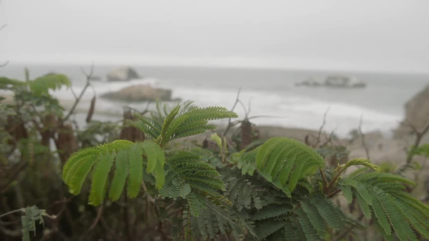 Vegetation near the water