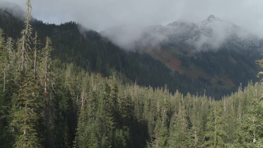 Trees are covering the mountain ridge