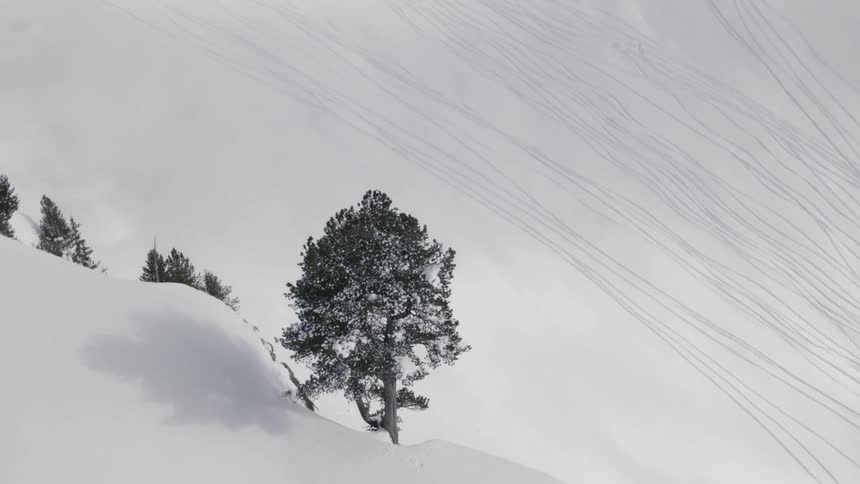 A tree grows on the edge of a snowy cliff