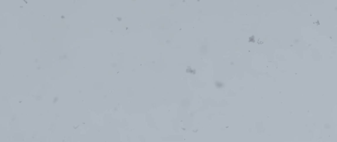 Snow falling slowly across a grey sky