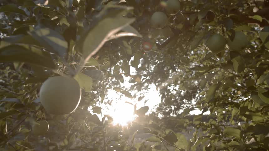 Green apples are dangling from an apple in the early morning