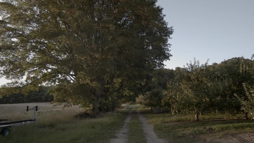 A dirt path snakes between trees and a field