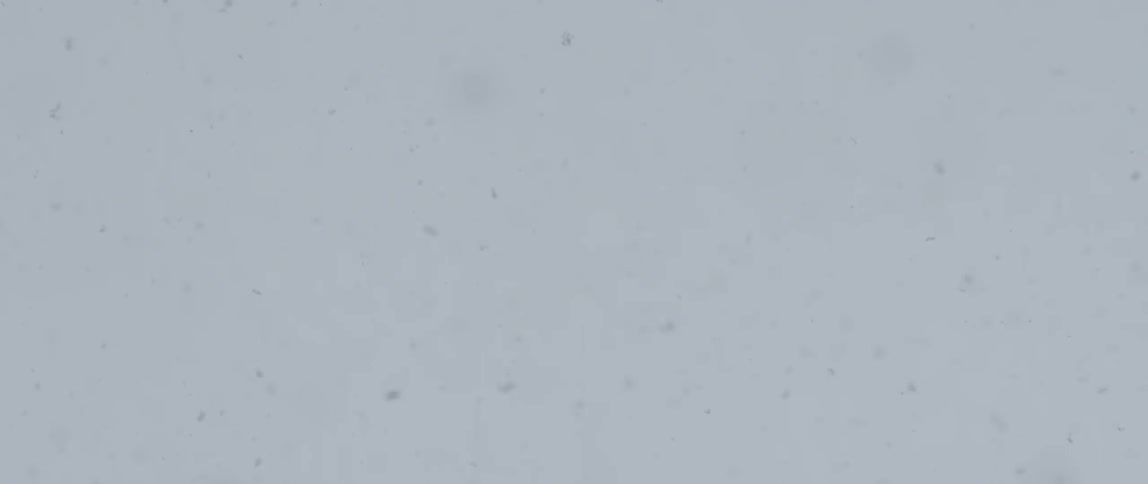 Snow falls from the gray sky