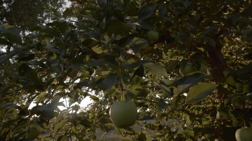 Close up views of apples hanging on a tree
