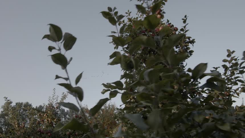 A grove of trees contains several apple trees that are growing large green apples