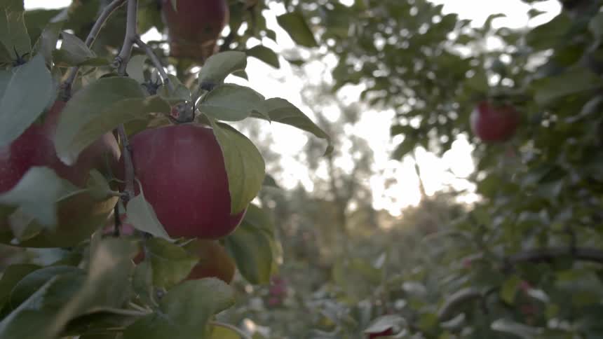 Branches full of red apples