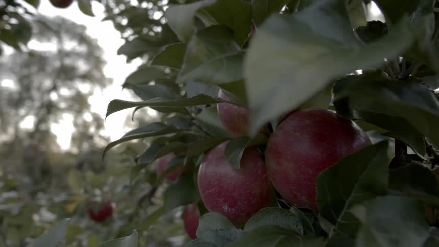Apple filled trees in an orchard