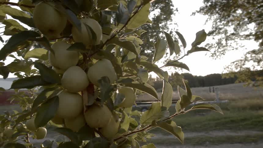 Fruit growing on trees on the side of a gravel roadway