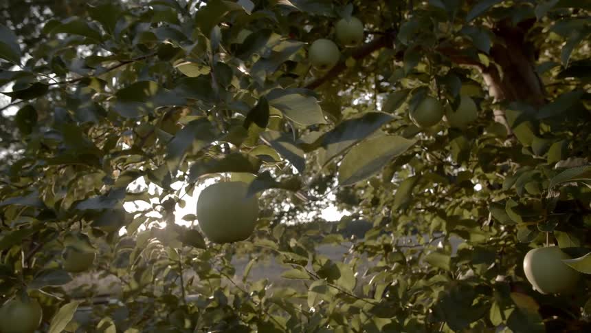 Green apples hang from tree branches