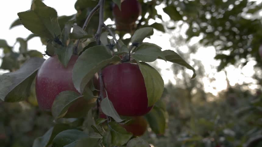 Apples hang on an apple tree at dusk