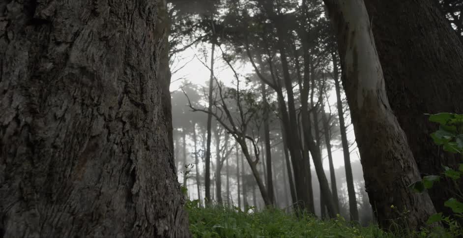A bunch of trees