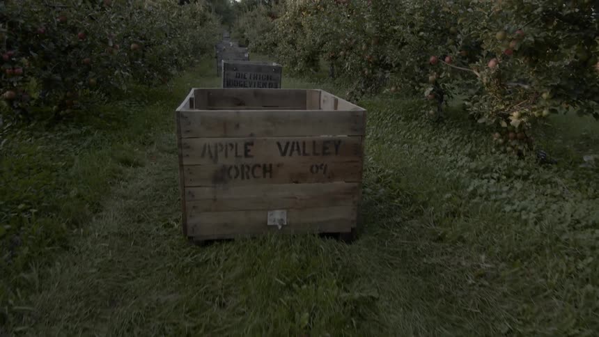 Large wooden crates sit in a row between apple trees