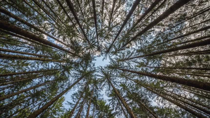 A reflection of tall trees