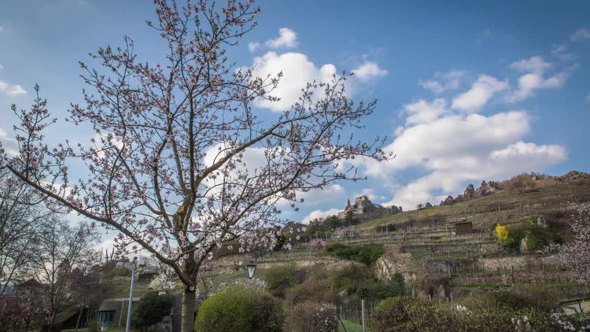 A cherry blossom tree with the hills and the sky in the background