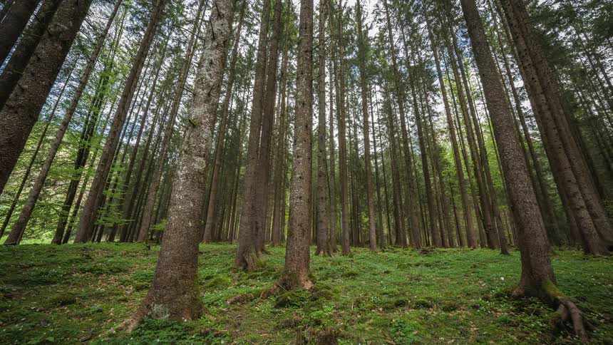 Close up of trees in a forest