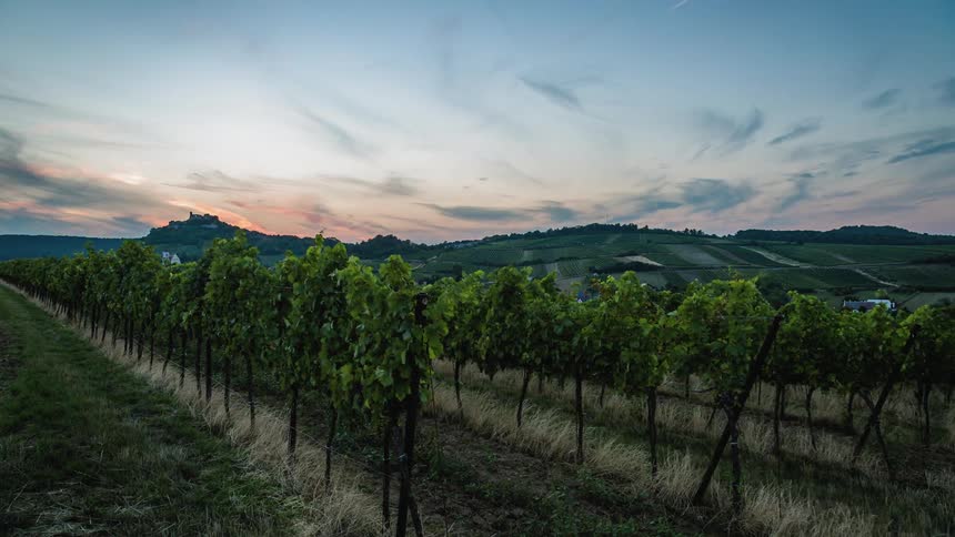 Rows of grape vines in the wind in a large vineyard