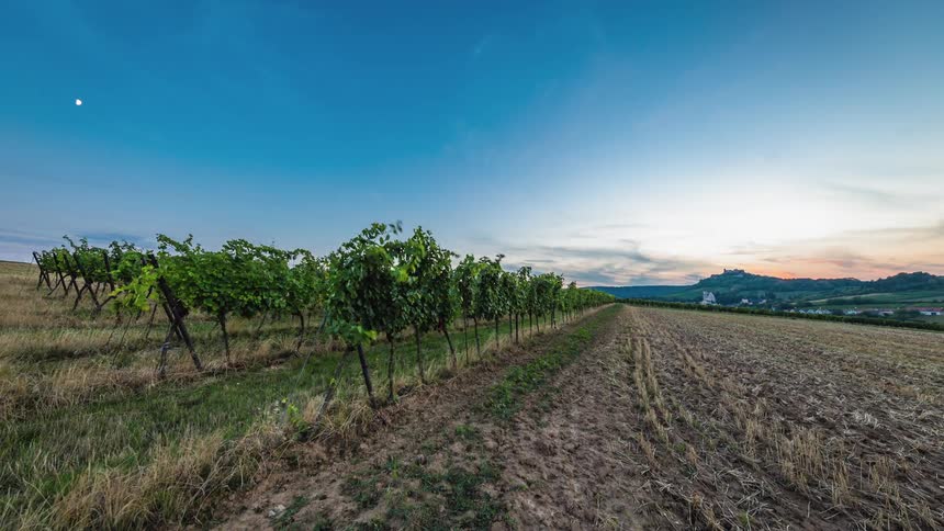 Rows of grape vines are growing in wide open field while the sun can be seen setting until nightfall casts the fields into darkness