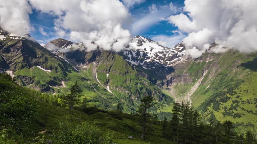 Cows climbing a grassy mountain valley with snowy peaks