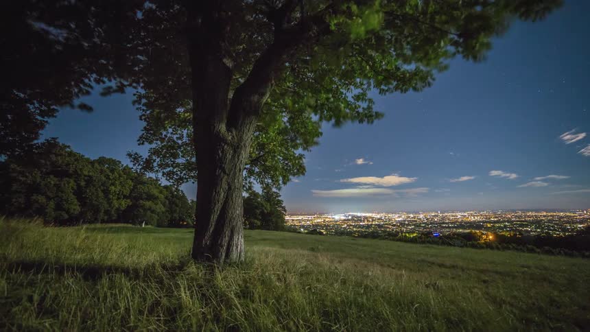 Wind blows through tree branches on a hillside overlooking a city at dusk