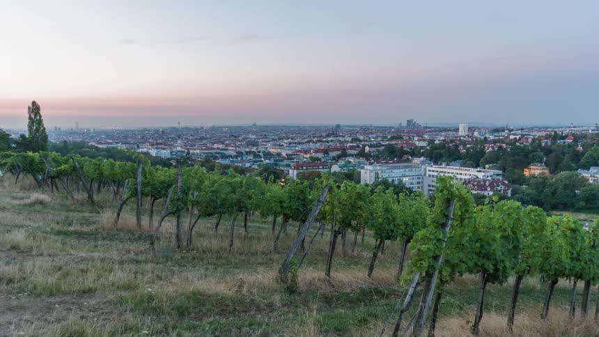 A vineyard grows on the side of a hill