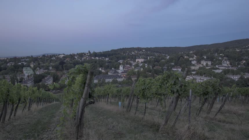 Vineyards stretch across a field in front of a town on a hillside