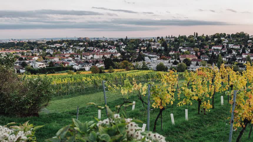 A vineyard with a town and the sky in the background