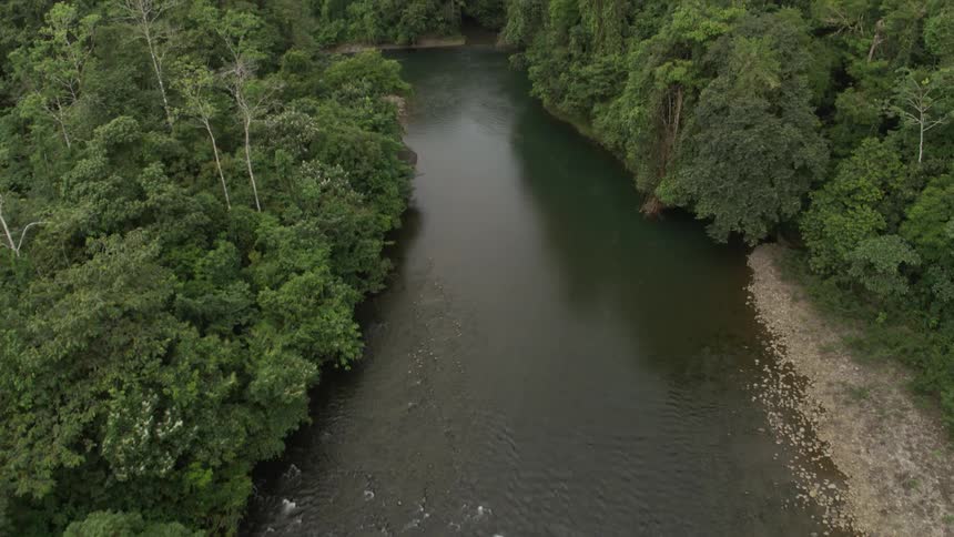Trees are covering the coast of a river