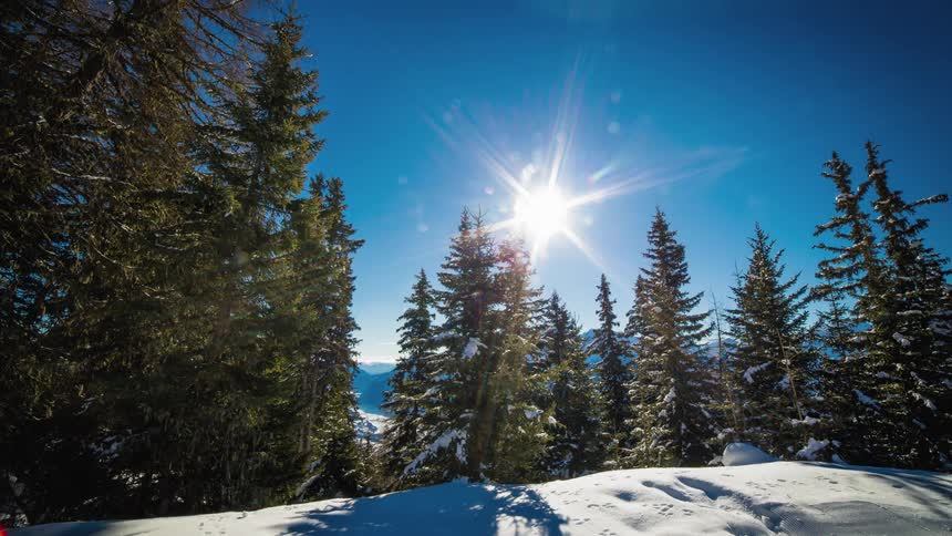Snow covers ground under conifers at midday