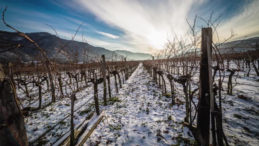 Landscape view of a vineyard in the winter