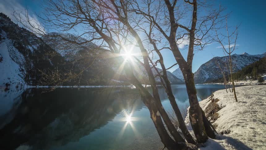 A tree is near the coastline of a body of water