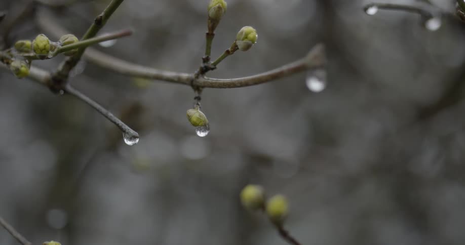 Raindrops hang on a budding tree branch