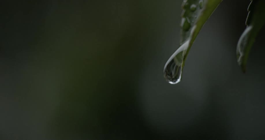 A bead of water clings to a green leaf