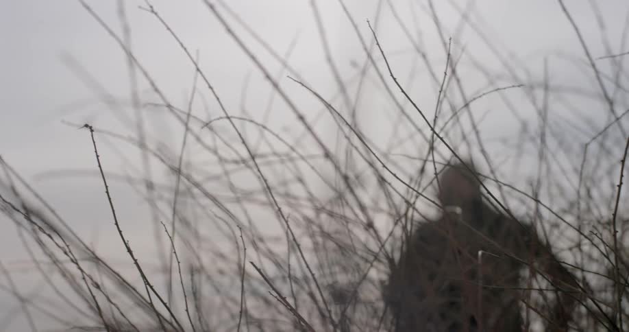 Man walks in a field with dry twigs between him and the camera