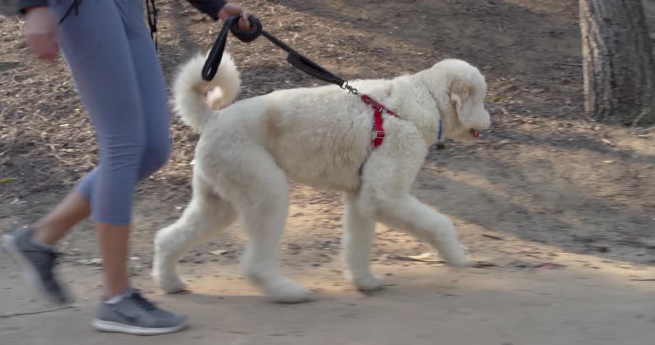 Woman wearing tights walks her dog on the forest road during daylight