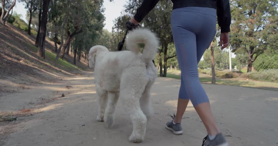 A woman in yoga pants walks a white dog on a park path